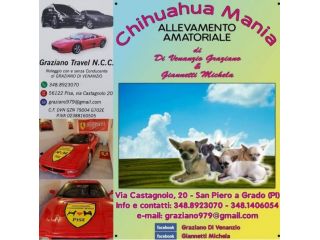 CHIHUAHUA PELO CORTO E LUNGO NO SMS SOLO CHIAMATE