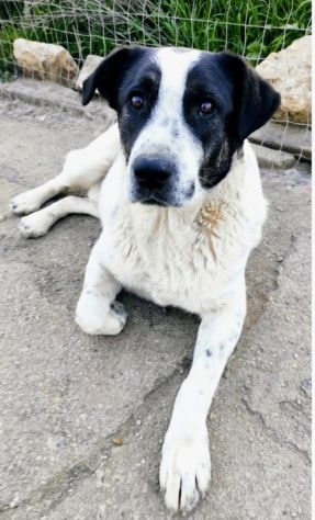 Speedy un cucciolone da sogno non ha ancora trovato casa - Foto 5