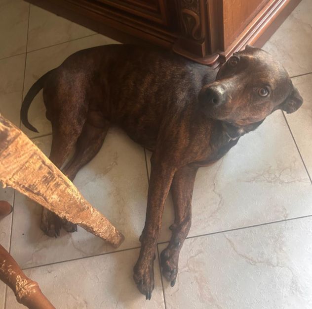 Tigratino 4anni kg12 orecchie da pinscher..SOS CASERTA