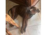 Tigratino 4anni kg12 orecchie da pinscher..SOS CASERTA