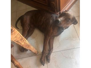 Tigratino 4anni kg12 orecchie da pinscher..SOS CASERTA