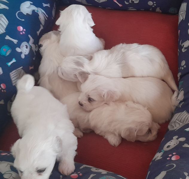Cuccioli maltese - Foto 2