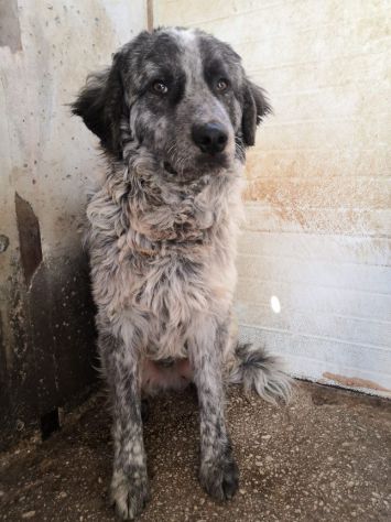 Yali 5anni, mix Setter,3anni in 1lager..salito mesi fa prov PV - Foto 4