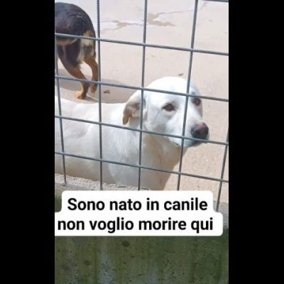 NICOLAS, occhi che strappano l'anima, cane in adozione - Foto 2