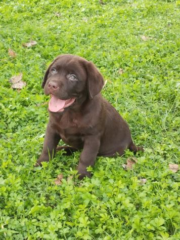 LABRADOR RETRIEVER CUCCIOLI CIOCCOLATO - Foto 4