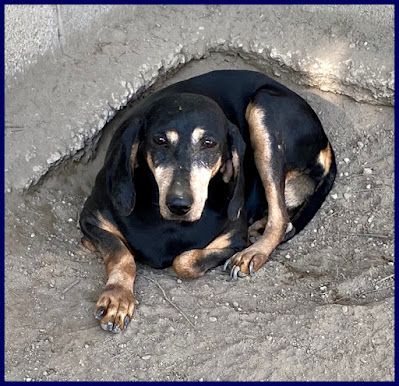 DAIMA sui 7anni buonissima ama le coccole! - Foto 6
