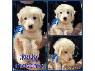 Regalo cuccioli