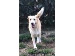Amedo 9anni NON HA MAI AVUTO 1CASA!PIACENZA SOS