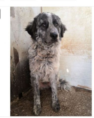 Yali 5anni kg25 vissuto in 1lager. PROV.PAVIA - Foto 8