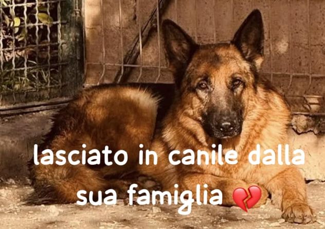 JACK 2 ANNI PASTORE TEDESCO PURO E’ IN CANILE