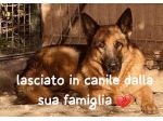 JACK 2 ANNI PASTORE TEDESCO PURO E’ IN CANILE