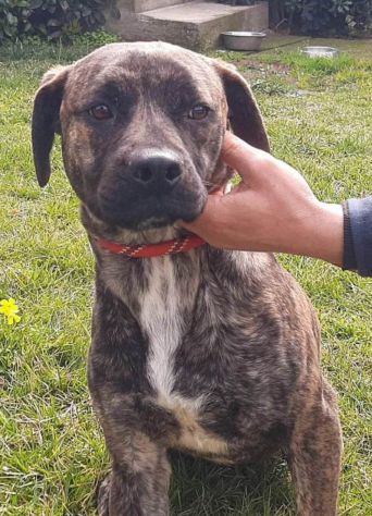 ROY 2 ANNI SIMIL AMSTAFF IN CANILE - Foto 3