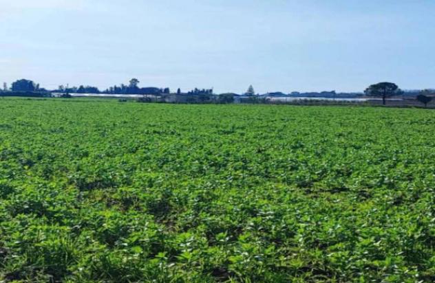 Immobile in asta di 3790 m² in vendita a Capaccio Paestum - Foto 2