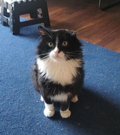 Regalo gatto adulto
