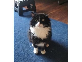 Regalo gatto adulto