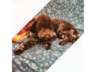 Lagotto Romagnolo per Famiglia o Addestrato