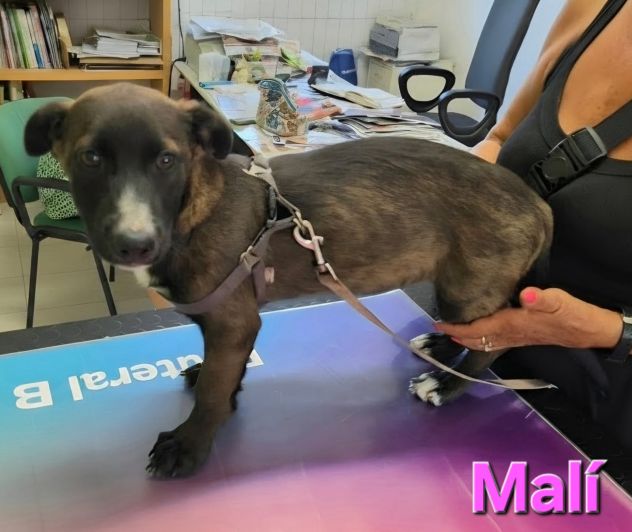 MALÌ,cucciola col fisico del bassotto - Foto 2