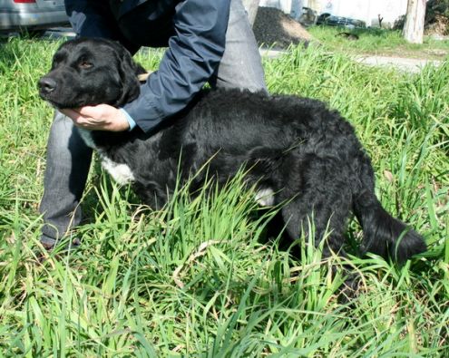 BERNIE, eterno cucciolone - Foto 2