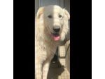 OWELL alla ricerca della libertà, CANE IN ADOZIONE