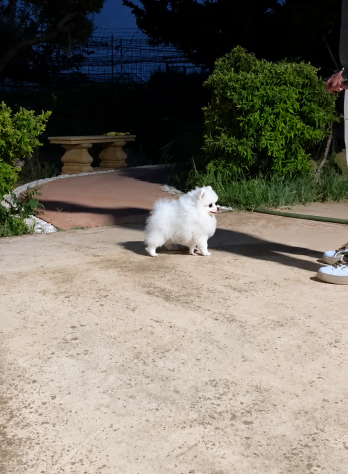 Tenerissimo Pomerania con pedigree