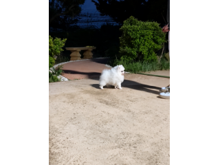 Tenerissimo Pomerania con pedigree