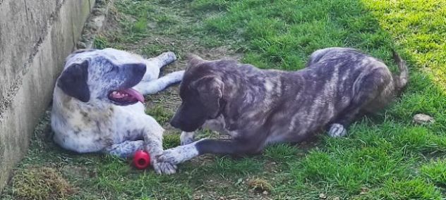 CUCCIOLI IN ADOZIONE - Foto 4