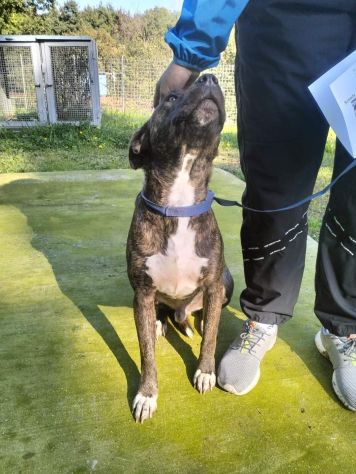 Apollo simil amstaff - Foto 2