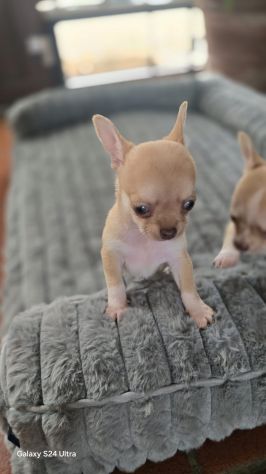 Chihuahua maschietto - Foto 5