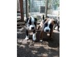 Cuccioli di Boxer in Puglia consegnabili in Tutta Italia