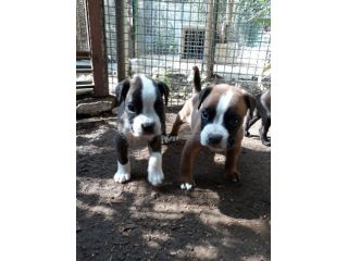 Cuccioli di Boxer in Puglia consegnabili in Tutta Italia