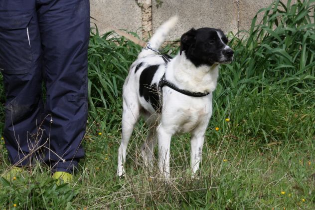 Adotta un cane dal canile, cambia il suo destino!! - Foto 3