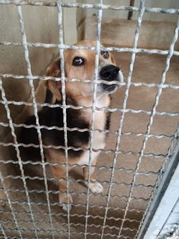 VERCINGETORIGE UN 'OPPORTUNITÀ DI VITA CAGNOLINO IN ADOZIONE - Foto 7