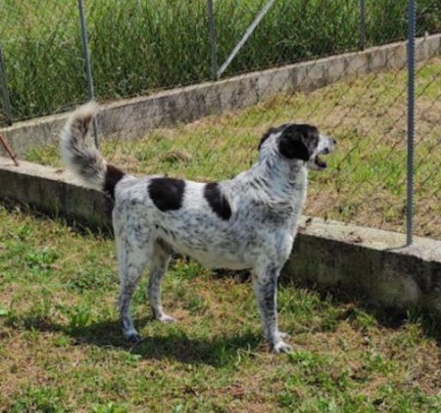 ESCAPE DOLCE E DISCRETO: CANE IN ADOZIONE TG MEDIA - Foto 7