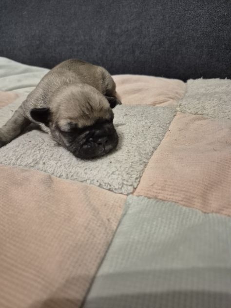 Bulldog francese - Foto 2