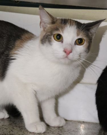 ELODIE: gattina tricolore di 8 mesi circa