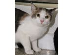 ELODIE: gattina tricolore di 8 mesi circa