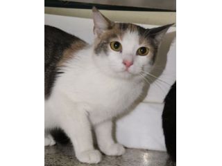 ELODIE: gattina tricolore di 8 mesi circa
