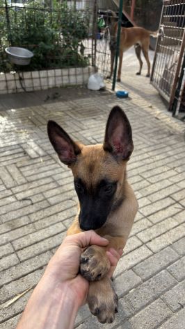 Cucciola di pastore belga malinois - Foto 4