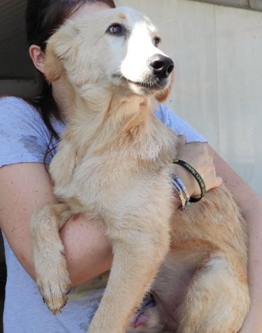 CUCCIOLO IN ADOZIONE: CECCO - Foto 4
