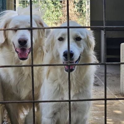 DANTE E ULISSE MIX PMA E GOLDEN CERCANO CASA, CANI IN ADOZIONE - Foto 9