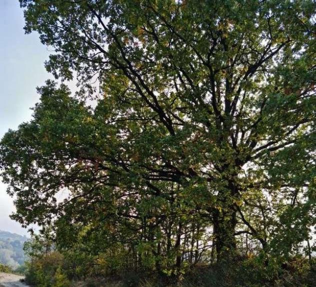 R.G.E. 439/2019 Pavia - Foto 3