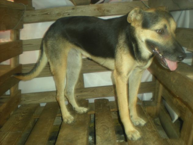 DOLLY, giovane mix pastore tedesco - Foto 3