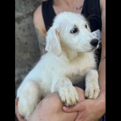 SOLE ADORABILE CUCCIOLA IN ADOZIONE - Foto 3