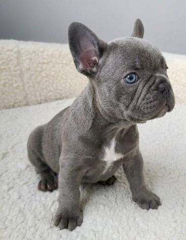 bulldog francese - french bouledogue - pagamento agevolato - Foto 2