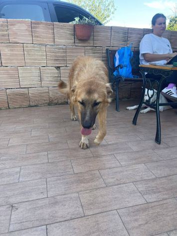 Tonino cucciolo - Foto 4