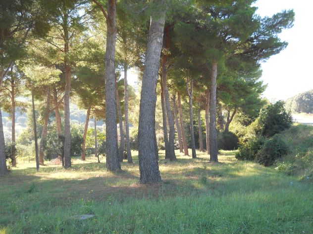 Pineta mq 4.000 Piombino (li) a 2 km da Baratti - Foto 7