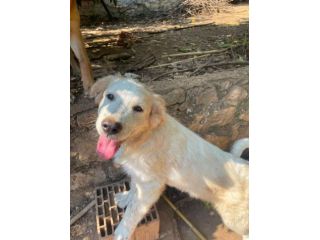 Nano cucciolo incrocio Golden Labrador