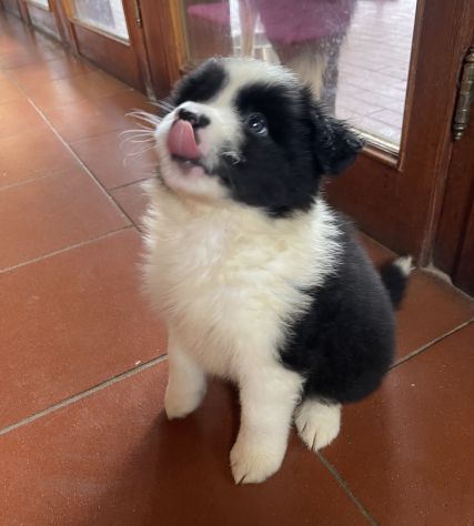 Vendesi Border collie di alta genealogia - Annunci Genova