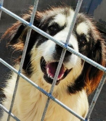 CANE IN ADOZIONE: PEGGY - Foto 7