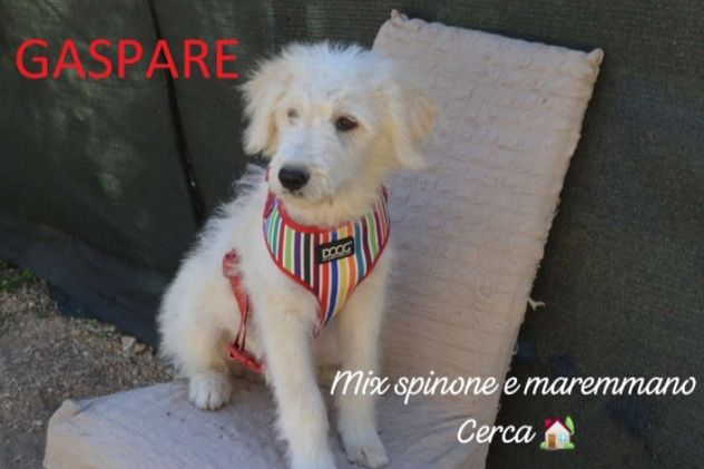 Cuccioli di tre mesi cercano casa - Foto 3